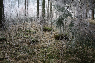 Winterwald 6