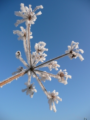 Noch eine Eisblume