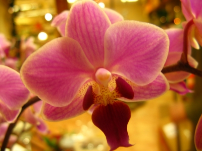 pinke Orchidee