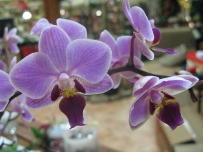 lila Orchidee