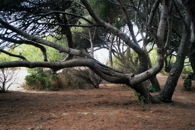 Bäume im Naturschutzgebiet bei LeBrusc 1