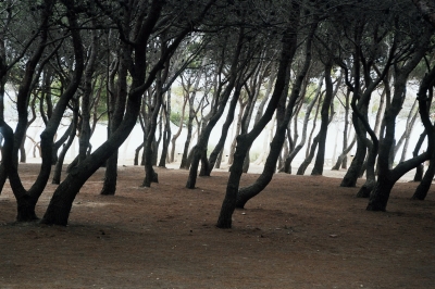 Bäume im Naturschutzgebiet bei LeBrusc 2