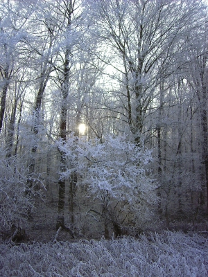 Winterwald