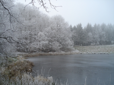 Ruhe im Winterwald I