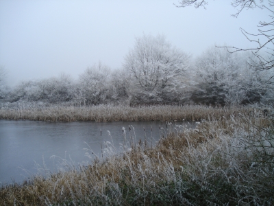 Ruhe im Winterwald II