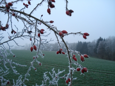 Hagebutte im Frost II