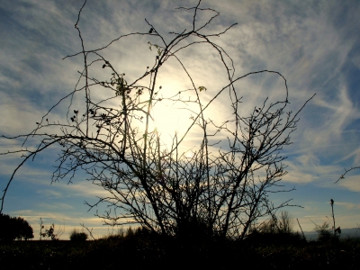 "Novembermorgen"