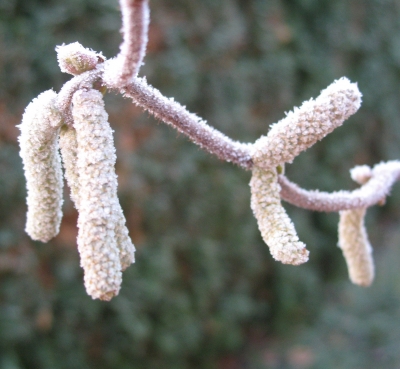 frostiger Korkenzieherhasel