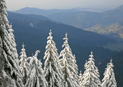 Schneetannen über grünem Schwarzwaldtal