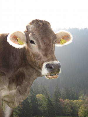 Allgäuer Kuh