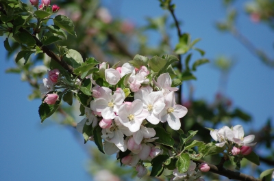 Blüte vom Apfelbaum