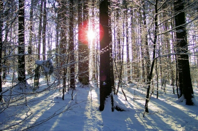 Winterwald 1