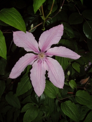 Clematis