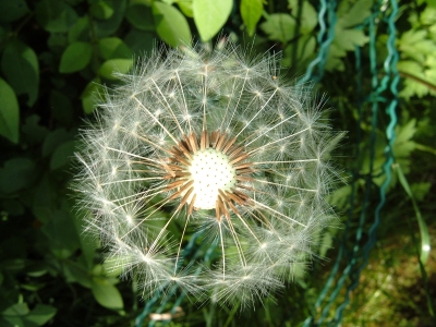 Pusteblume