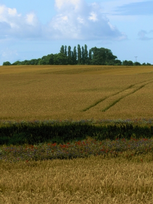 Getreidefeld auf Rügen