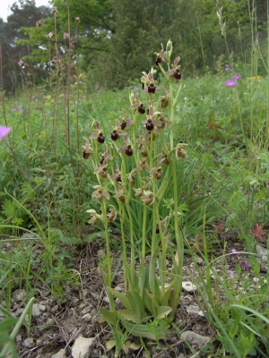 Ophrys sphegodes x holoserica