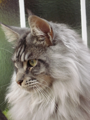 Maine Coon-Kater Noel