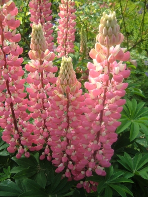 Lupine