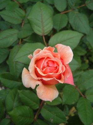 Rose A Shropshire Lad