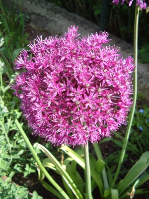 Sternkugellauch Allium
