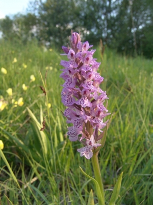 Dactylorhiza