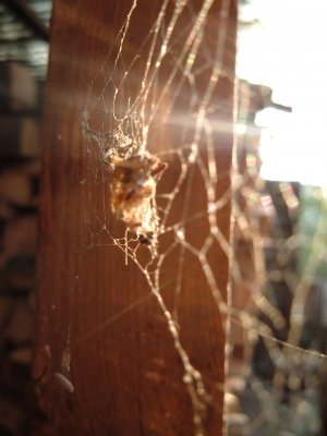 neulich im Spinnennetz