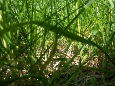 im Gras