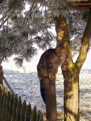 Katze wacht über den Winter