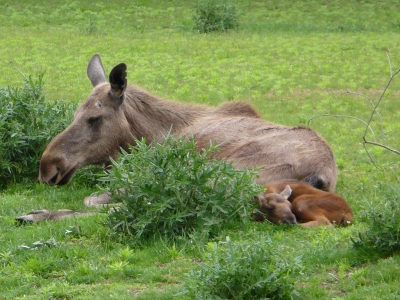 Elchkuh mit Kalb