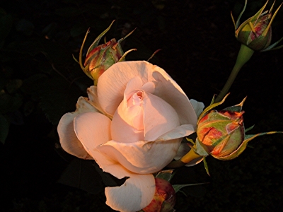 Rose im Abendlicht