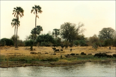 Zambezi