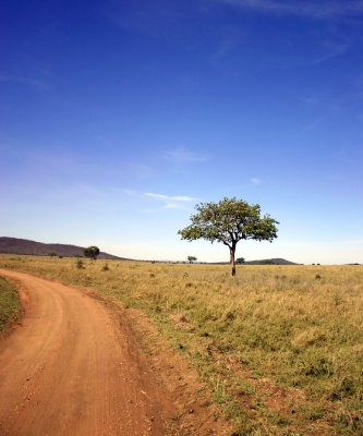 Serengeti heißt unendliche Weite