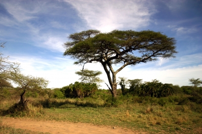 Serengeti heißt unendliche Weite