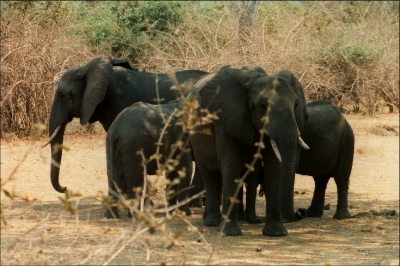 Elefanten im South Luangwa NP in Zambia