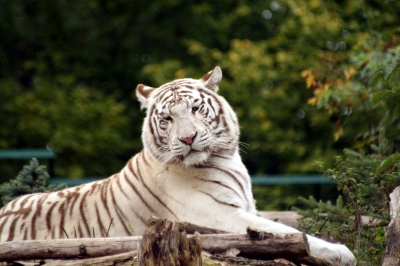 Weißer Tiger im Zoo Aschersleben