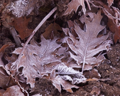 Blätter im Frost