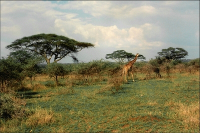 Im Serengeti NP