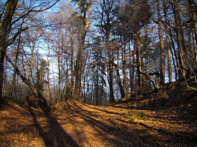 Wald