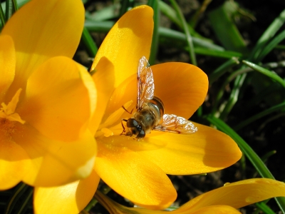 Krokus im Frühling