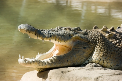 Krokodil02