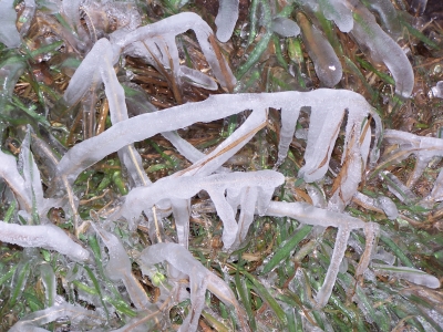 frost 1