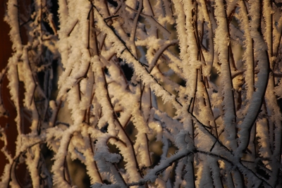 Wein nach Ostwind und Frost