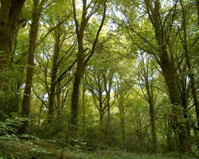 Wald in der Bretagne