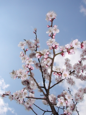 Seoul - cherry blossom