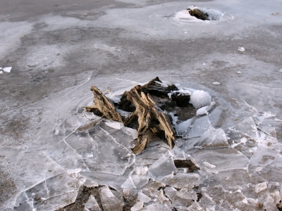 Brucher Talsperre Baumwurzeln im Eis