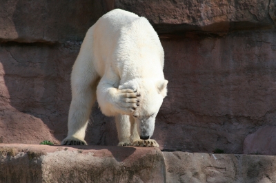 Eisbär mit Kopfschmerzen