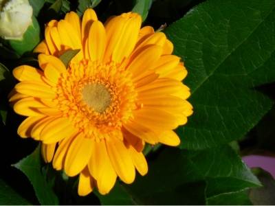 Gerbera in gelb