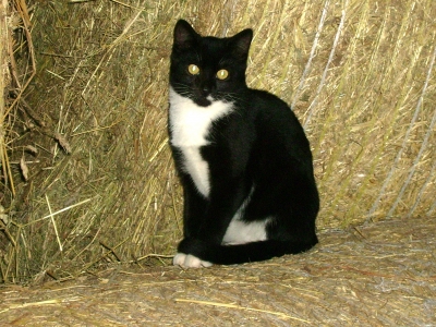 "Stallkatze"