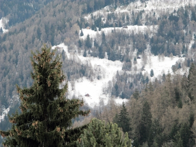 Bergwald im Griff der Kälte