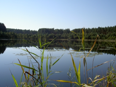 Waldsee_1